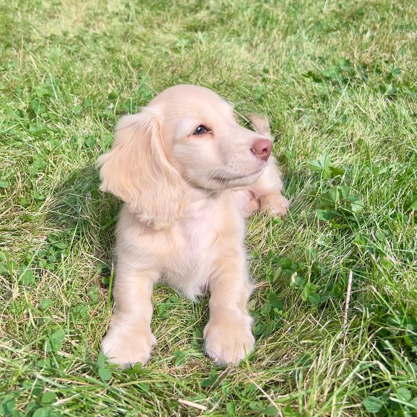 Beautiful dachshund ready for a loving home