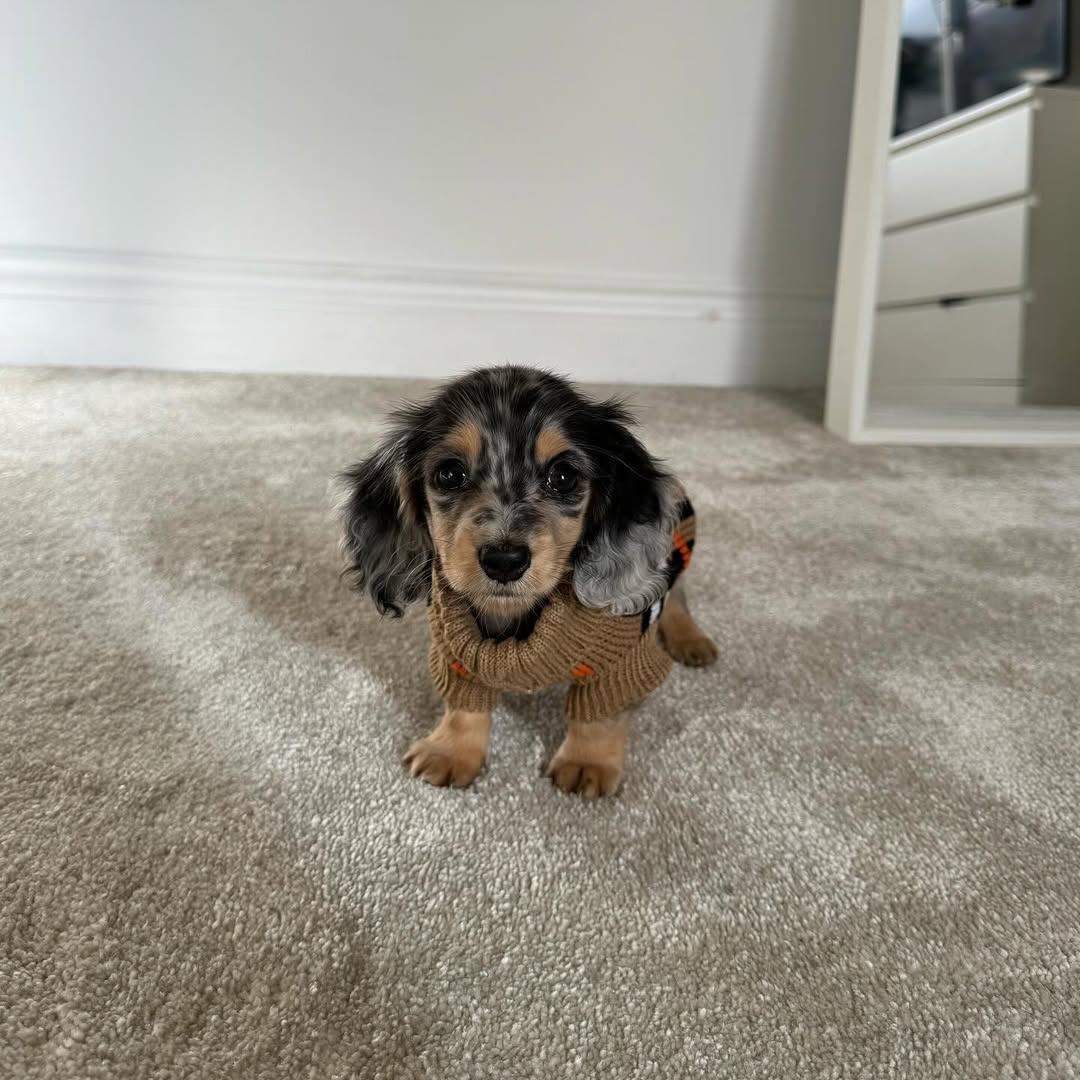 Adorable dachshund ready for a home