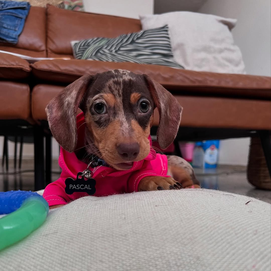Adorable dachshund companion
