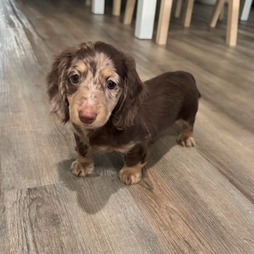 Sweet dachshund companion