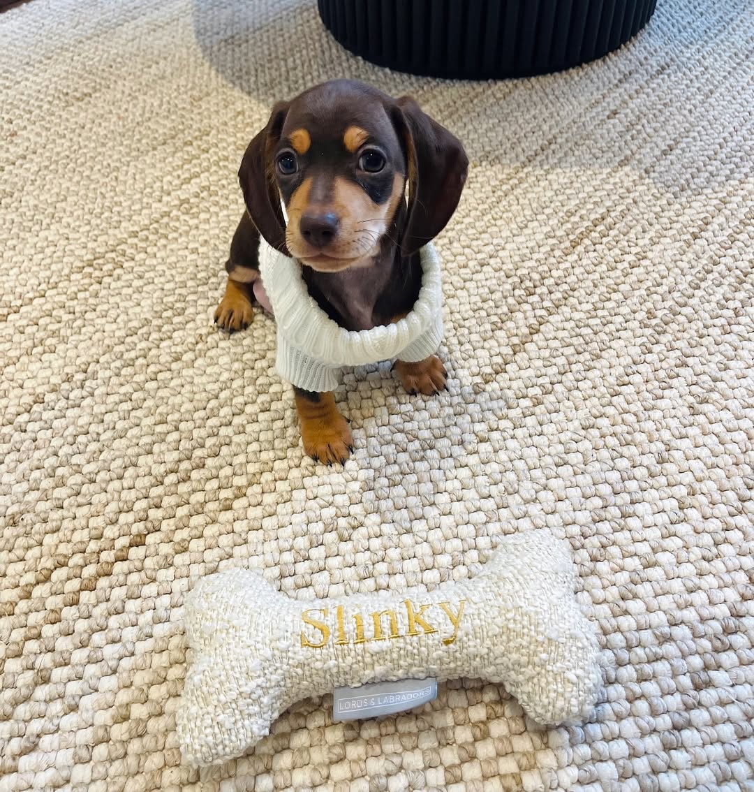 Beautiful dachshund from Noble Weenie